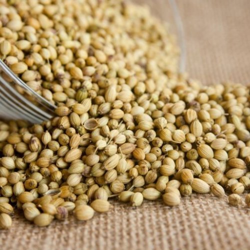 Natural Dried Coriander Seeds