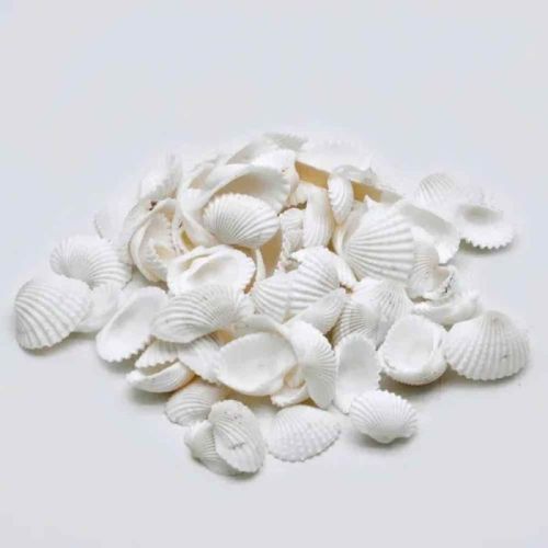 Natural Seashell
