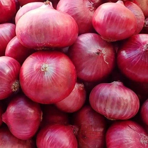 Fresh Red Onion