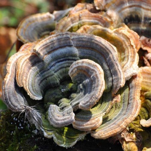 Turkey Tail Mushroom