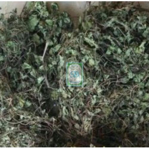 Green Dried Centella Asiatica Leaves