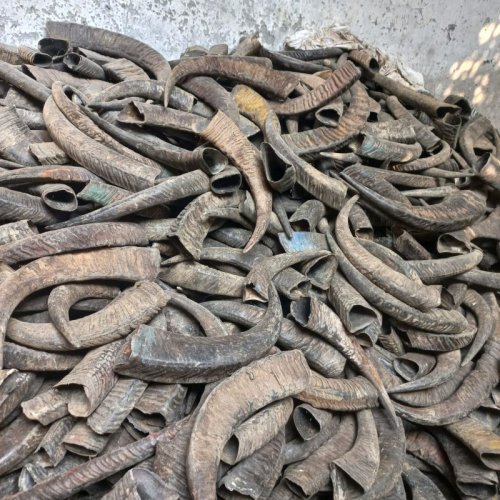 Natural Assamese Buffalo Horns