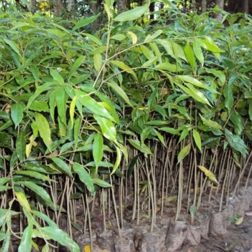 Agarwood Plant Saplings