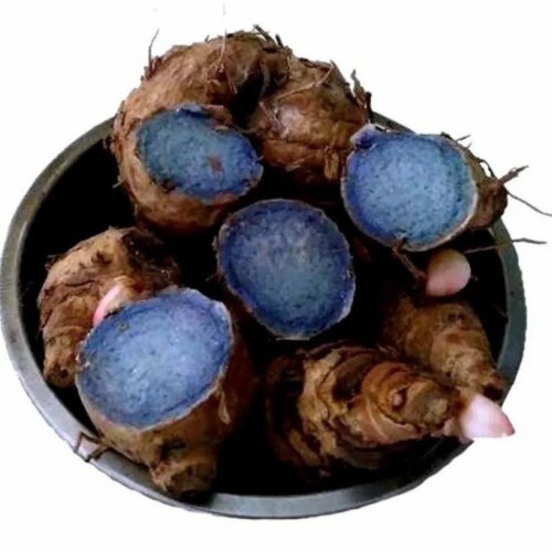 Black Turmeric Rhizome