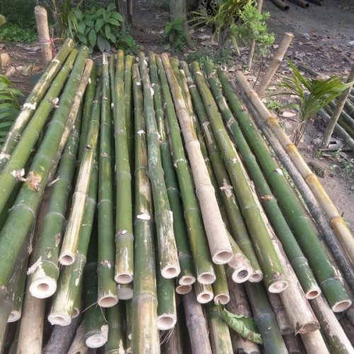 Fresh Green Bamboo Sticks