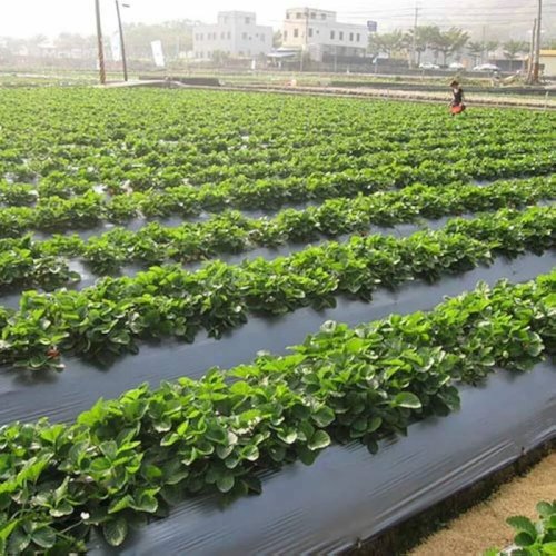 1000mm Plastic Mulching Sheets