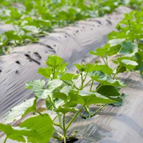 400mm Plastic Mulching Sheets