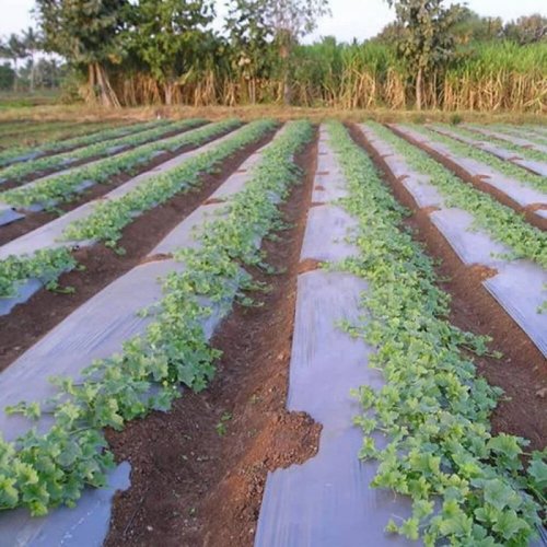 800mm LDPE Mulching Film