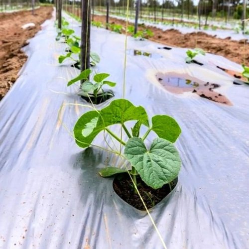 Grey 400 M LDPE Mulching Film