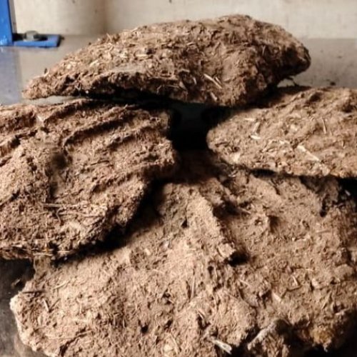 cow dung cake