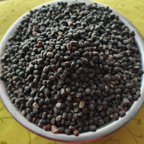 Black Gram