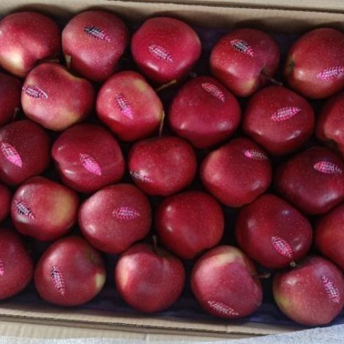 Fresh Himachal Apple