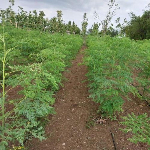 Green Dried Moringa Leaves