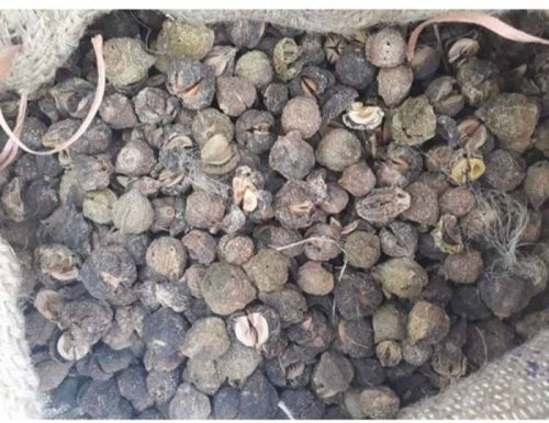 Dried Amla Seed