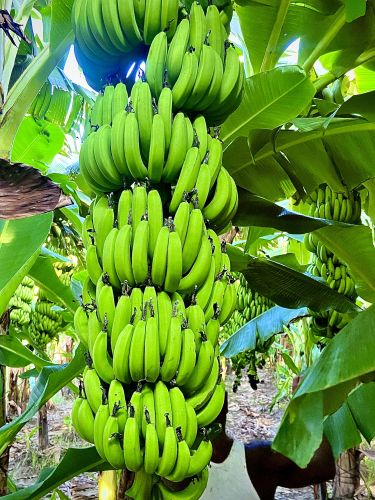 Fresh Green Banana