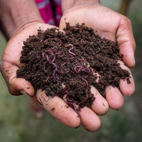 Vermicompost Fertilizer