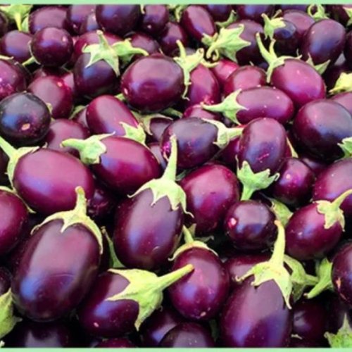 A Grade Fresh Eggplant Brinjal