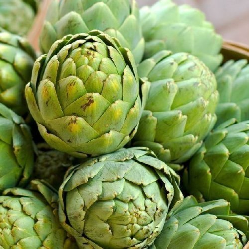 A Grade Green Artichoke