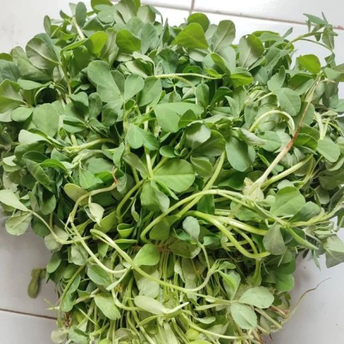 A Grade Green Fresh Fenugreek Leaves