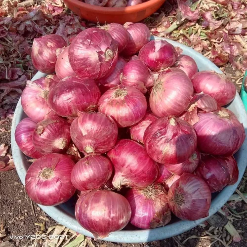 A Grade 55+mm Red Onion