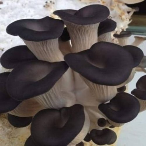 Black Oyster Mushroom Spawn