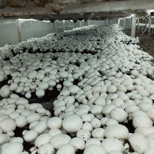 Button Mushroom Spawn