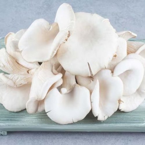 Fresh Oyster Mushroom