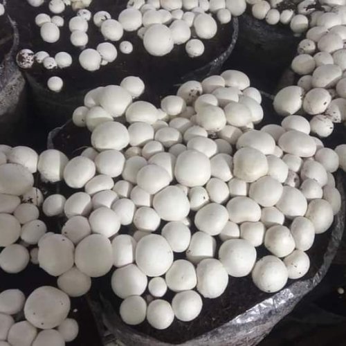 Fresh White Button Mushroom