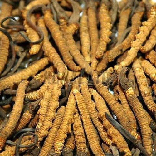 Cordyceps Sinensis