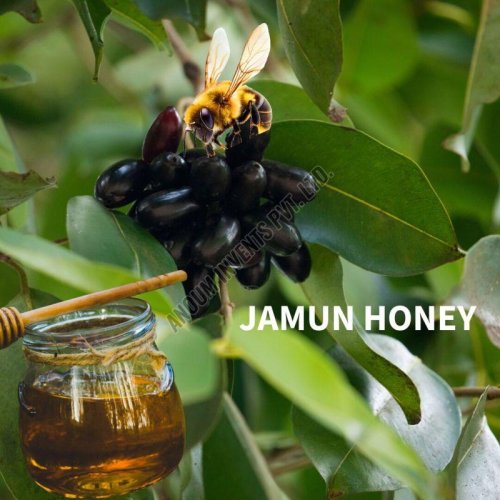 jamun honey