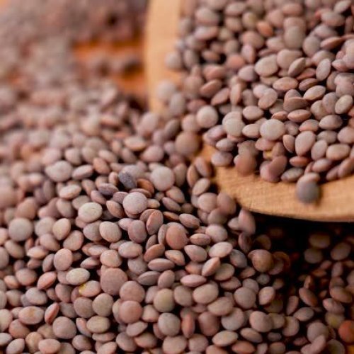premium indian masoor red lentil