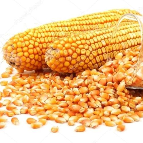 Fresh Yellow Maize