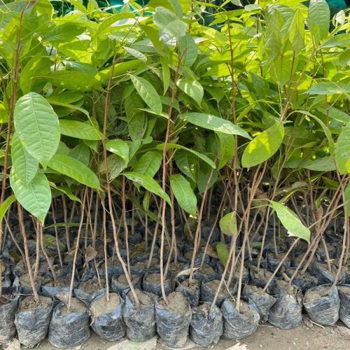 African Mahogany Plants
