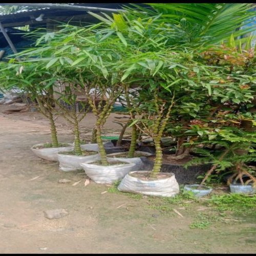 Buddha Belly Bamboo Plant