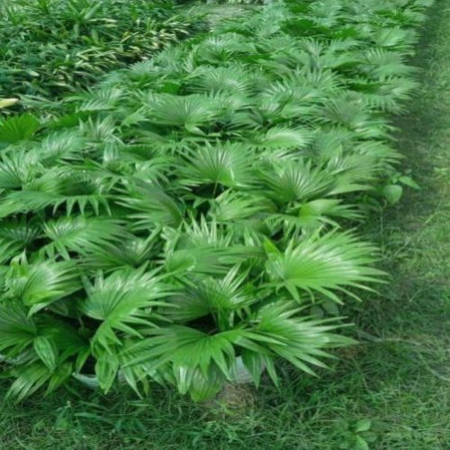 Chinese Fan Palm Plant