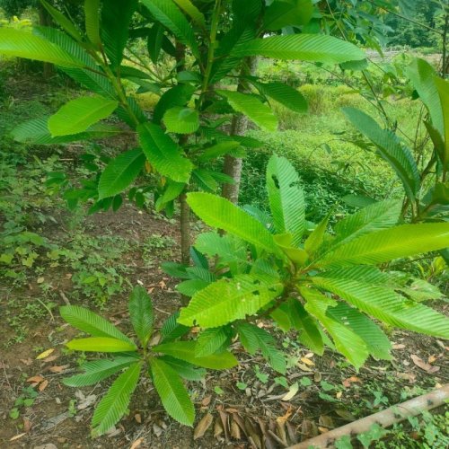 Elephant Apple Plants