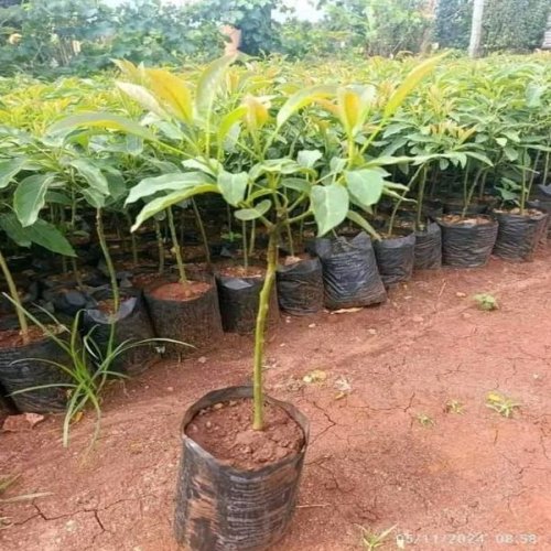 Grafted Macadamia Nut Plants