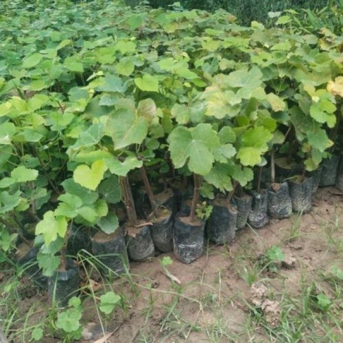 Grapes Plants