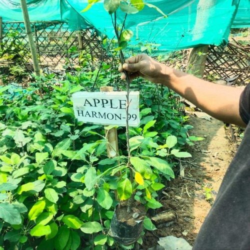Harmon 99 Apple Plants