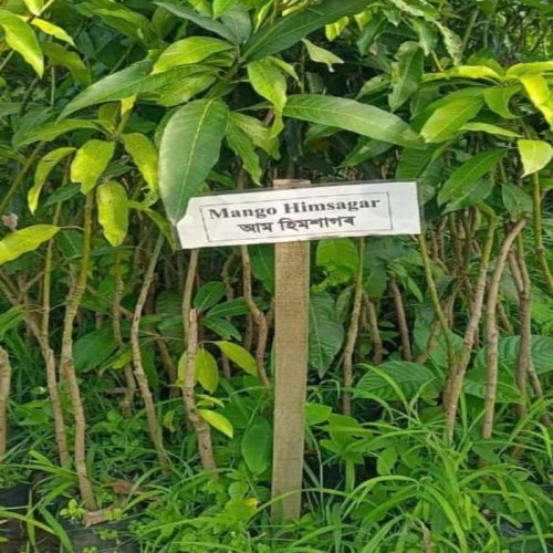 Himsagar Mango Plants