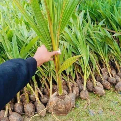 Hybrid Coconut Plants