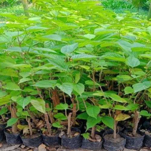 Hybrid Mulberry Fruit Plant