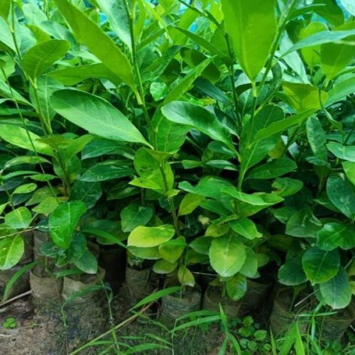Kagzi Lemon Plants