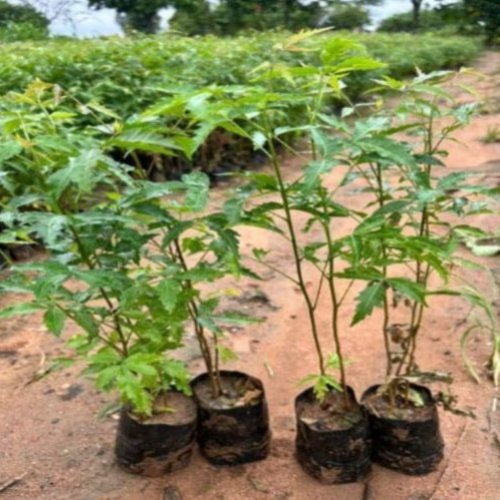 Neem Plant