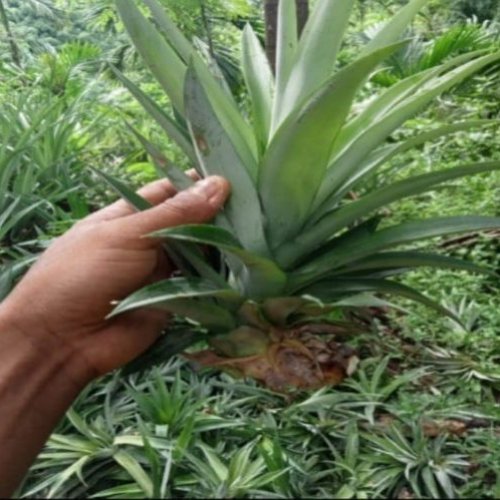 Queen Pineapple Plant