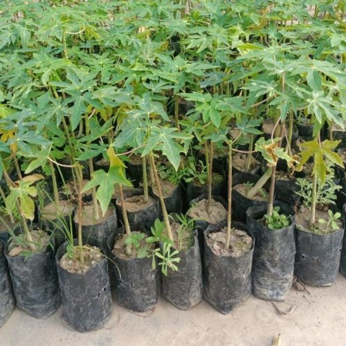 Red Lady Papaya Plants