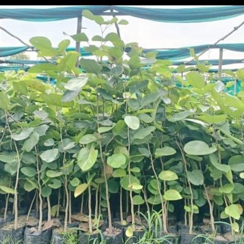 Red Sandalwood Plant