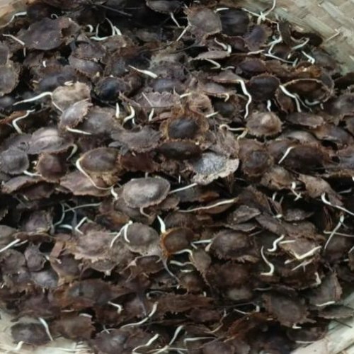 Red Sandalwood Seeds