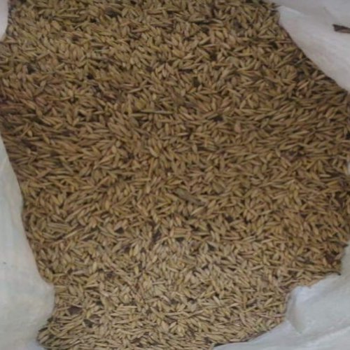 Rupai Bamboo Seeds