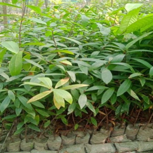 Terminalia Arjuna Plant